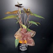 Vaso com Frase Grande