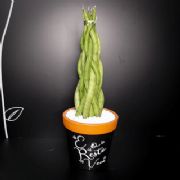 Vaso com Frase Grande