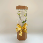 Caixa Box Acetato P - Pacote c/2 und