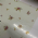 Sujinho Poli Frozen Flora 49x69cm - Pacote c/50 folhas